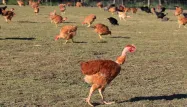 Un nouveau foyer de grippe aviaire a été détecté "dans un élevage de volailles domestiques" à La Poterie-Mathieu (Eure), selon un arrêté préfectoral publié samedi, une dizaine de jours après l'abaissement du niveau de risque national.