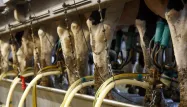fermes usines vaches