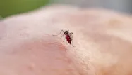 Doit-on craindre l’apparition d’une épidémie de chikungunya en métropole ?