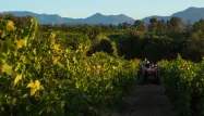 Dans le Var, sur 150 millions de bouteilles produites, 20 millions sont directement exportées aux États-Unis.