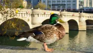 Canard (Photo d'illustration).