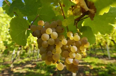 Changement climatique : pourquoi les vignobles européens sont-ils les plus impactés ?